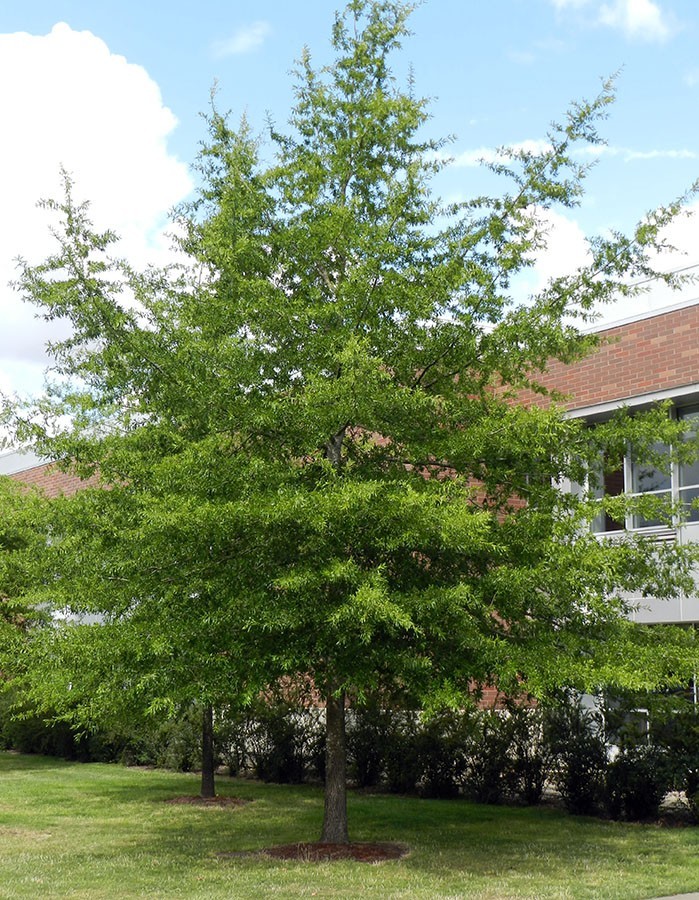 Quercus phellos (Willow Oak) 10 Unrooted Cuttings