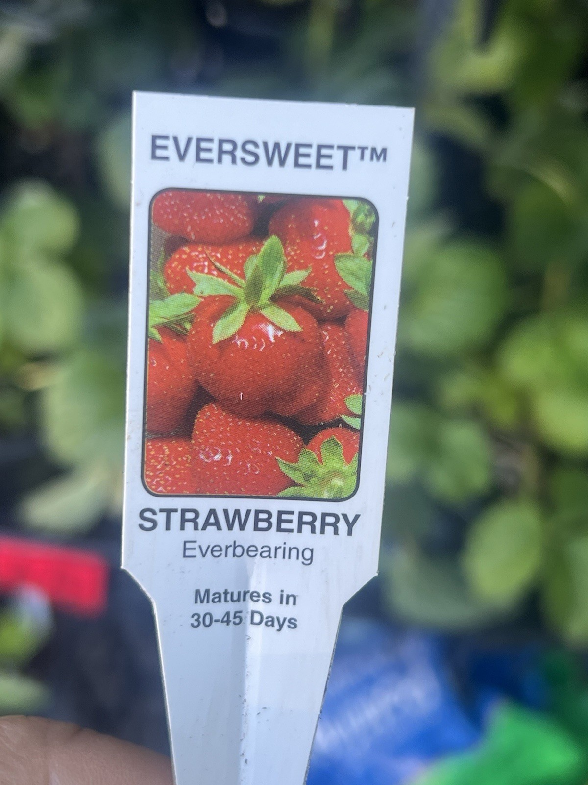 Live Ever Sweet Strawberry plant In 4” Pot