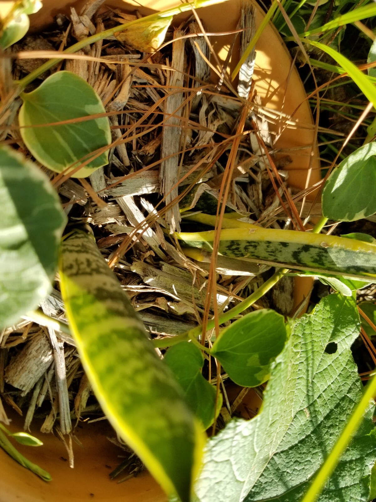 Snake plant, you’re getting two plants with roots for good measure