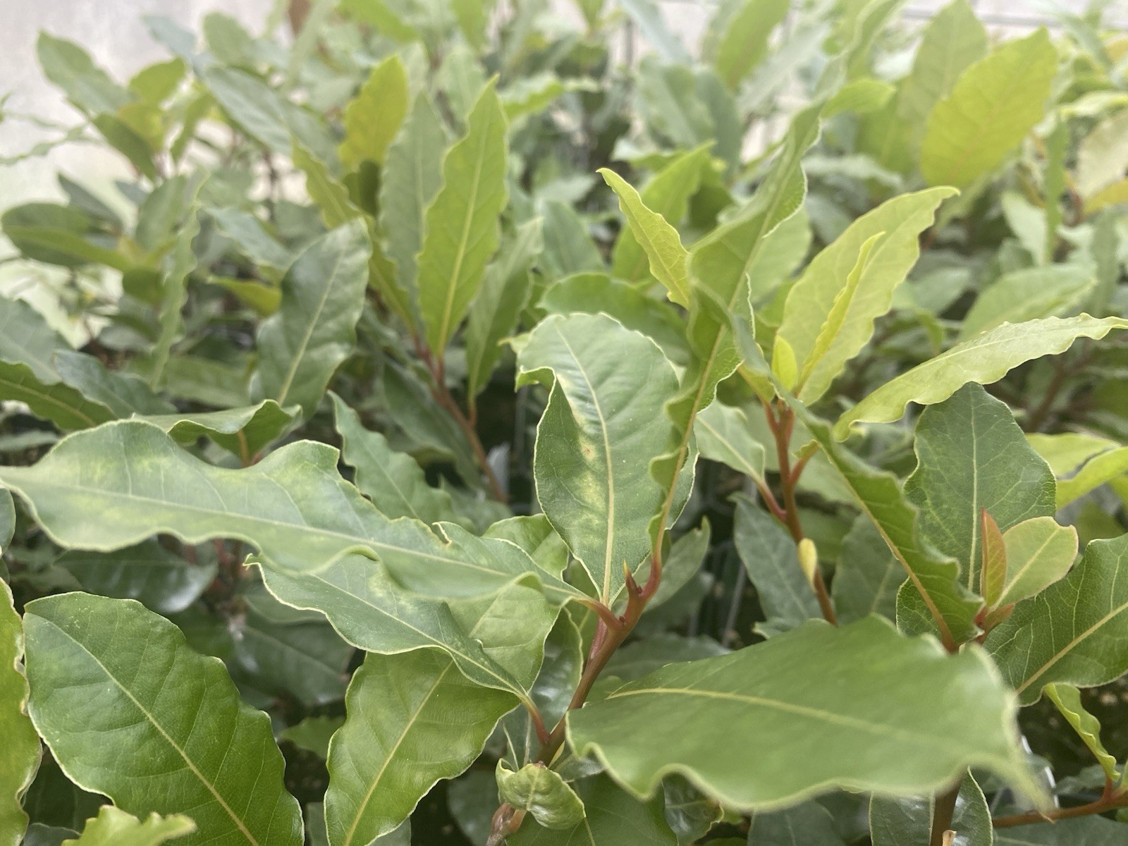 Bay Leave Herb live plant ship without pot/ Laurel Nobilis/ Bay herb plant