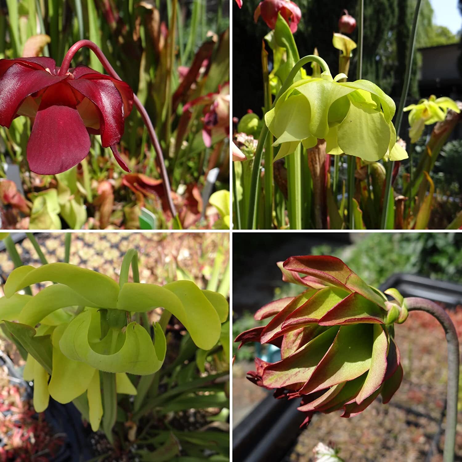 LIVE Carnivorous Pitcher Plant (Sarracenia) Beginner Friendly