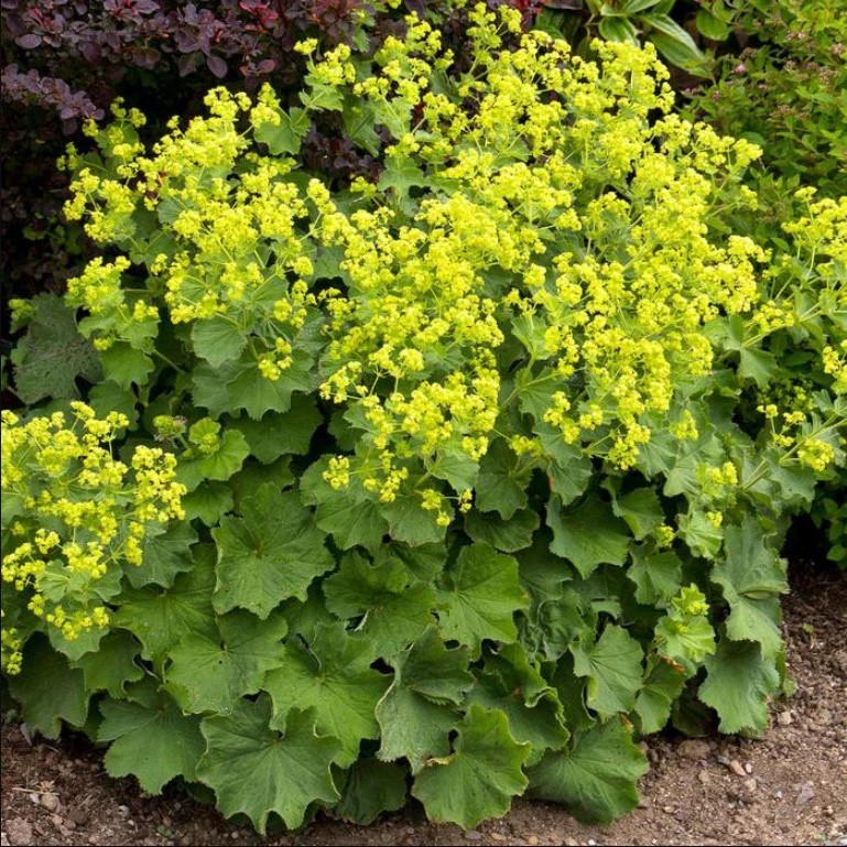 Alchemilla Thriller Live Plug Plant – 3-6″ Tall – Hardy Perennial – Zones 3-8