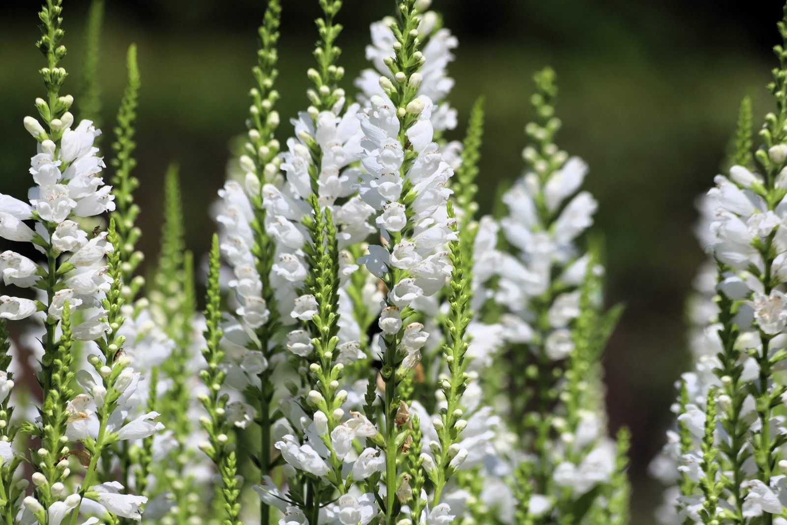 50 WHITE Showy OBEDIENT PLANT (False Dragon Head) Physostegia Angustifolia Seeds