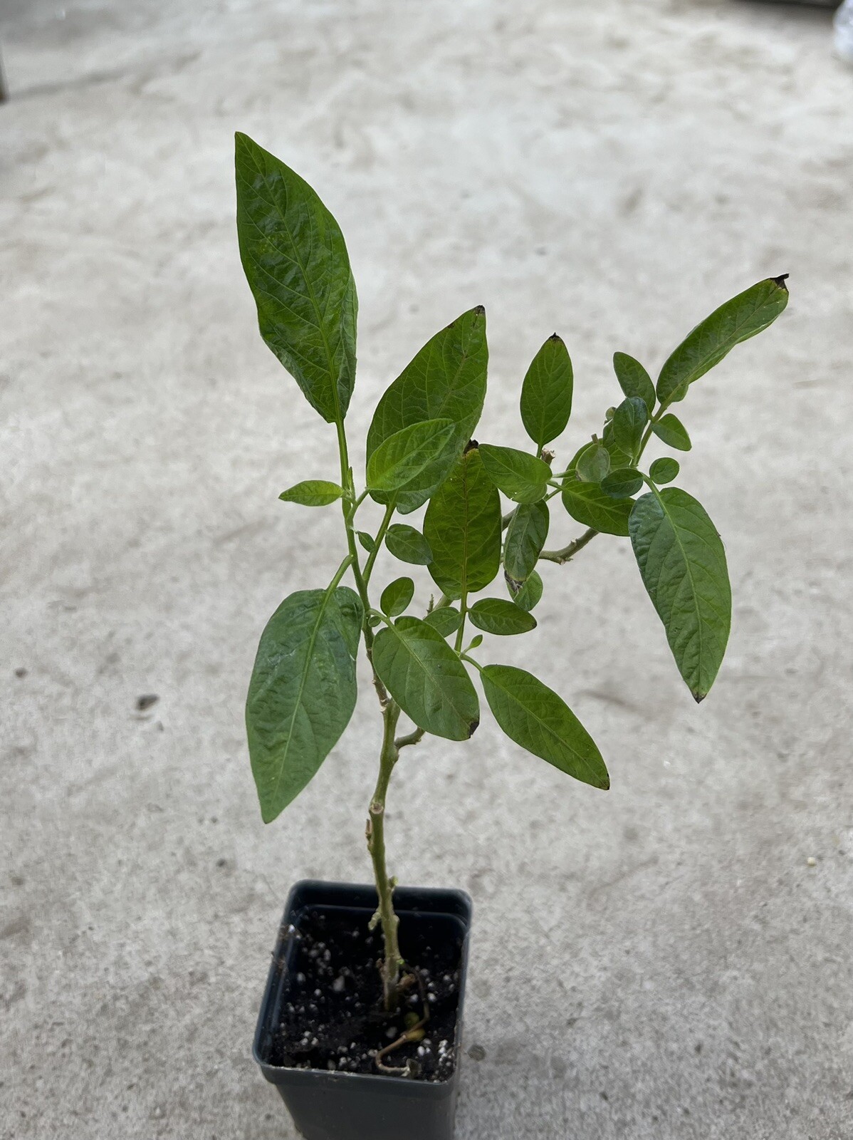 Pepino Melon Plant 10” With Pot Golden Sweet Ginseng Fruit Plant