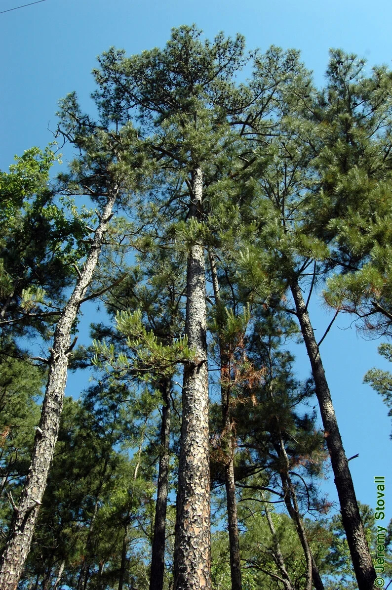 SHORTLEAF PINE LIVE STARTER TREE Pinus echinata 12+ INCHES