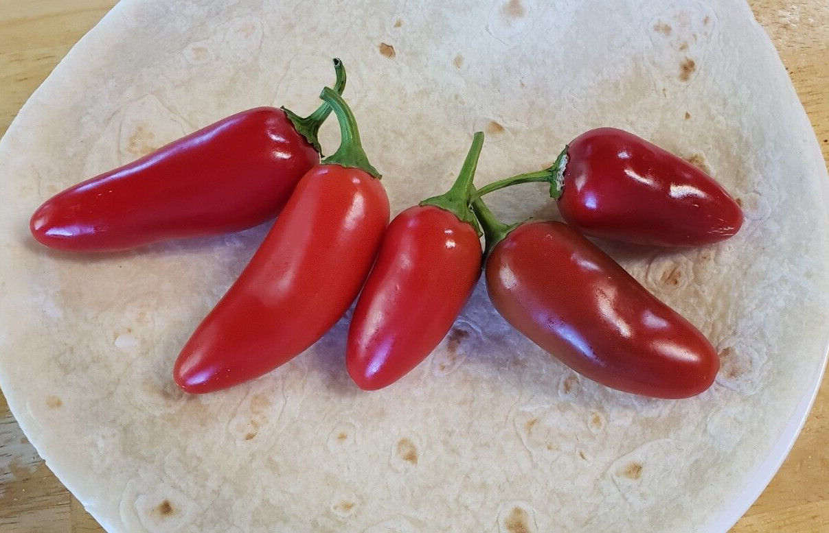Jalmundo Jalapeno Pepper (25 Seeds) Free Shipping, good flavor!
