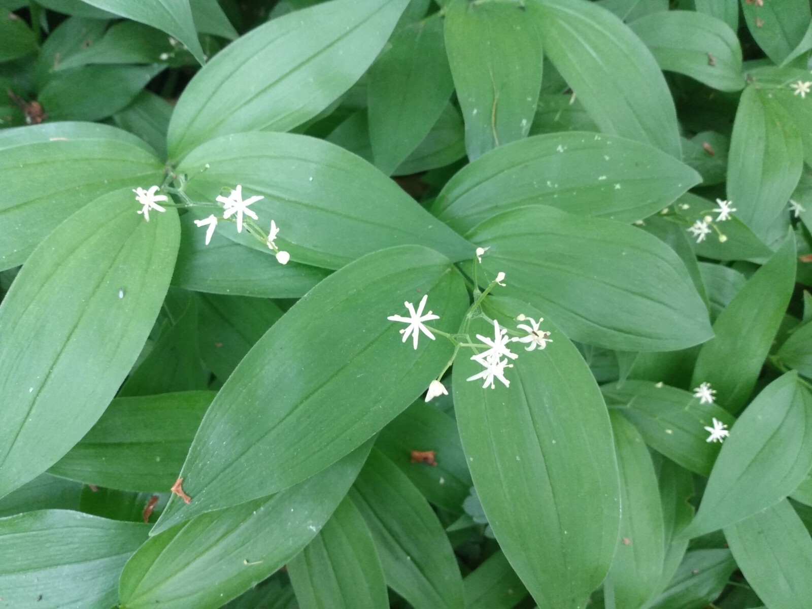 5 Star-Flowered Lily Of The Valley LIVE PLANTS Bare Root Rhizomes Wild Flowers