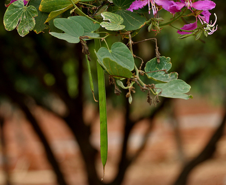 Purple Orchid Tree, Bauhinia Purpurea, Tree Seeds
