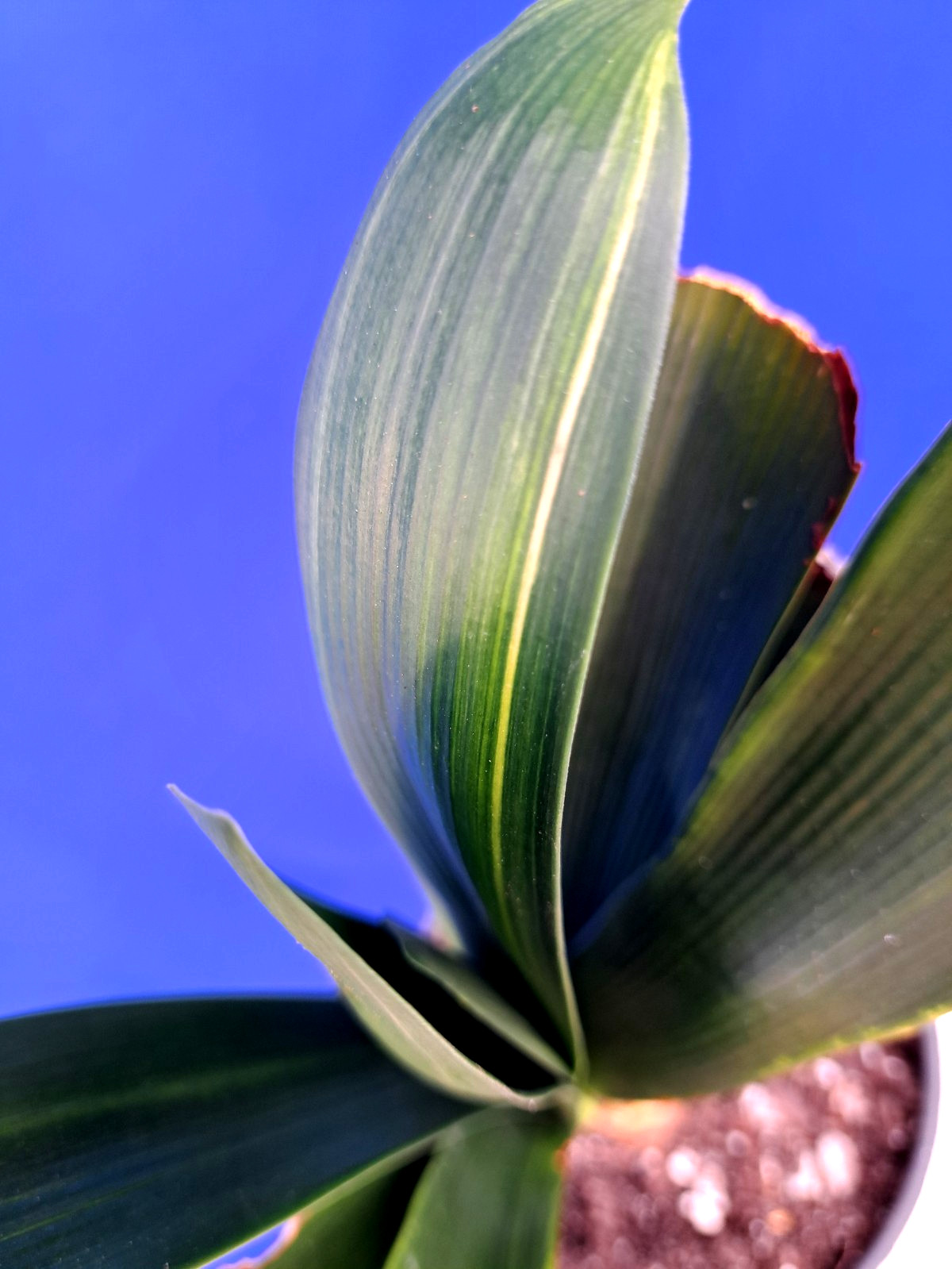 Clivia Variegated Plant Orange Flowers