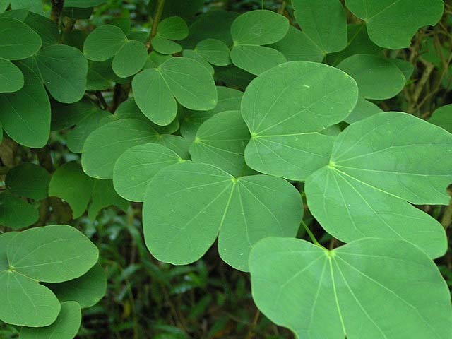 Purple Orchid Tree, Bauhinia Purpurea, Tree Seeds