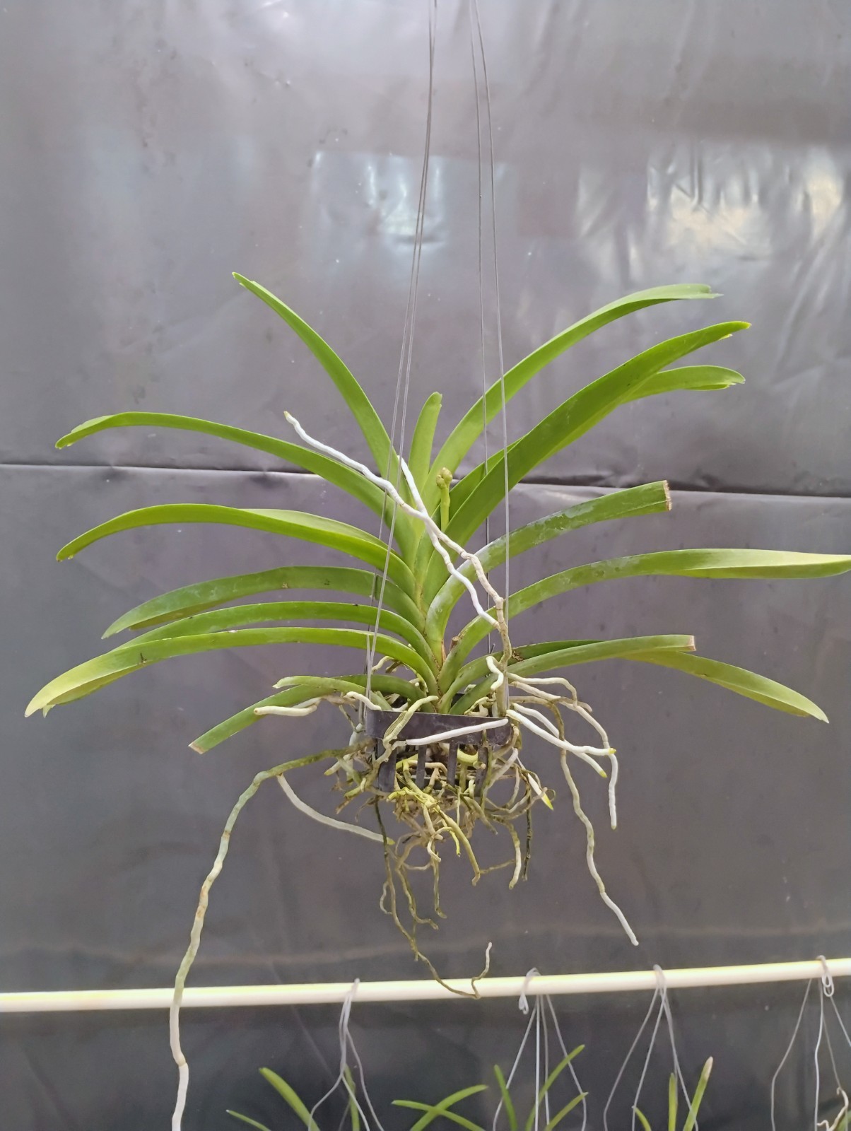 FLOWERING IN SPIKE!!! Vanda orchid – Syizack Sunshine “Song Pad”
