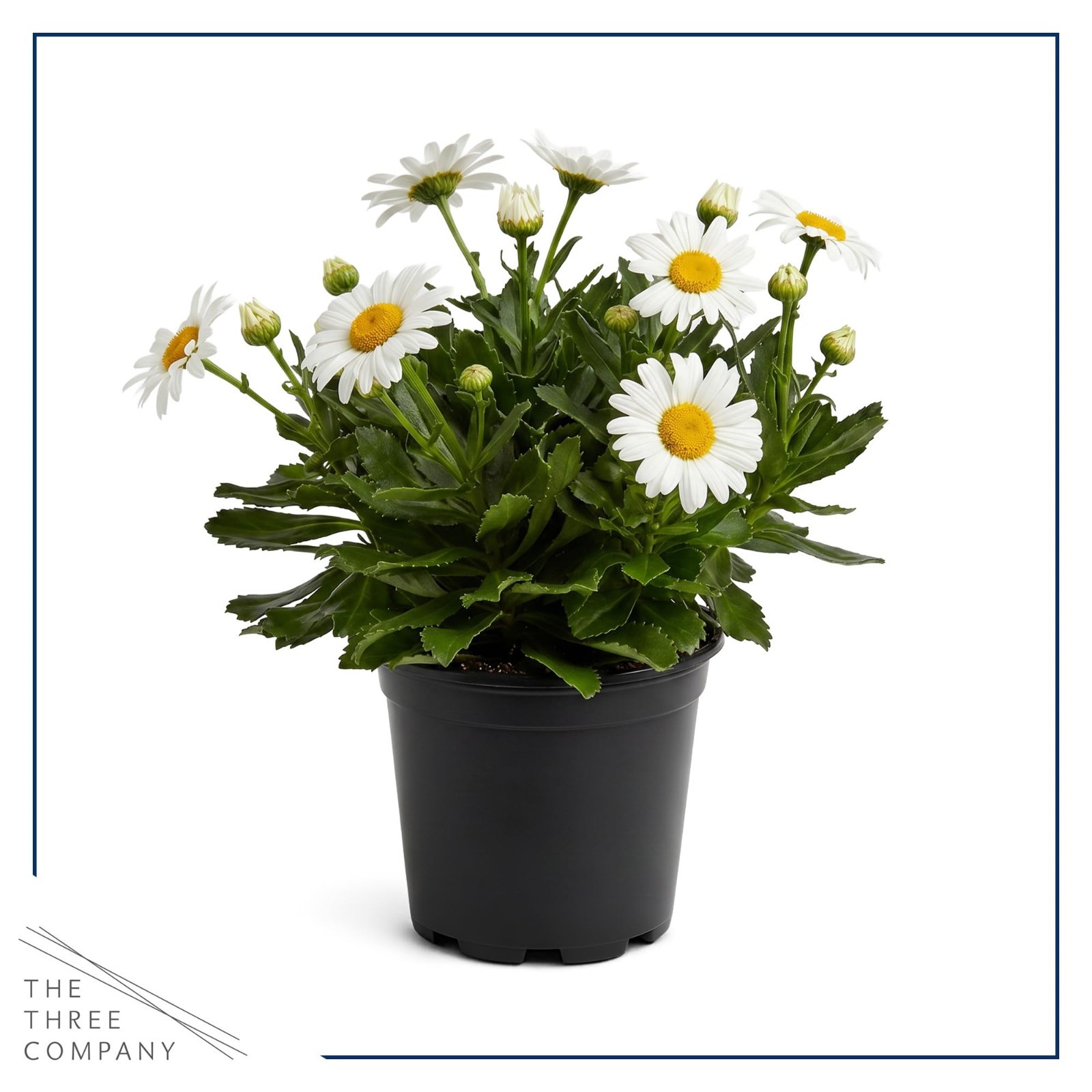 Live Shasta Daisy Perennial Flowers – 2 Pack, Blooms Spring & Summer, 10″ Tall