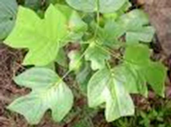 Qty-1 Yellow Poplar transplant starter seedling 30 ” tall
