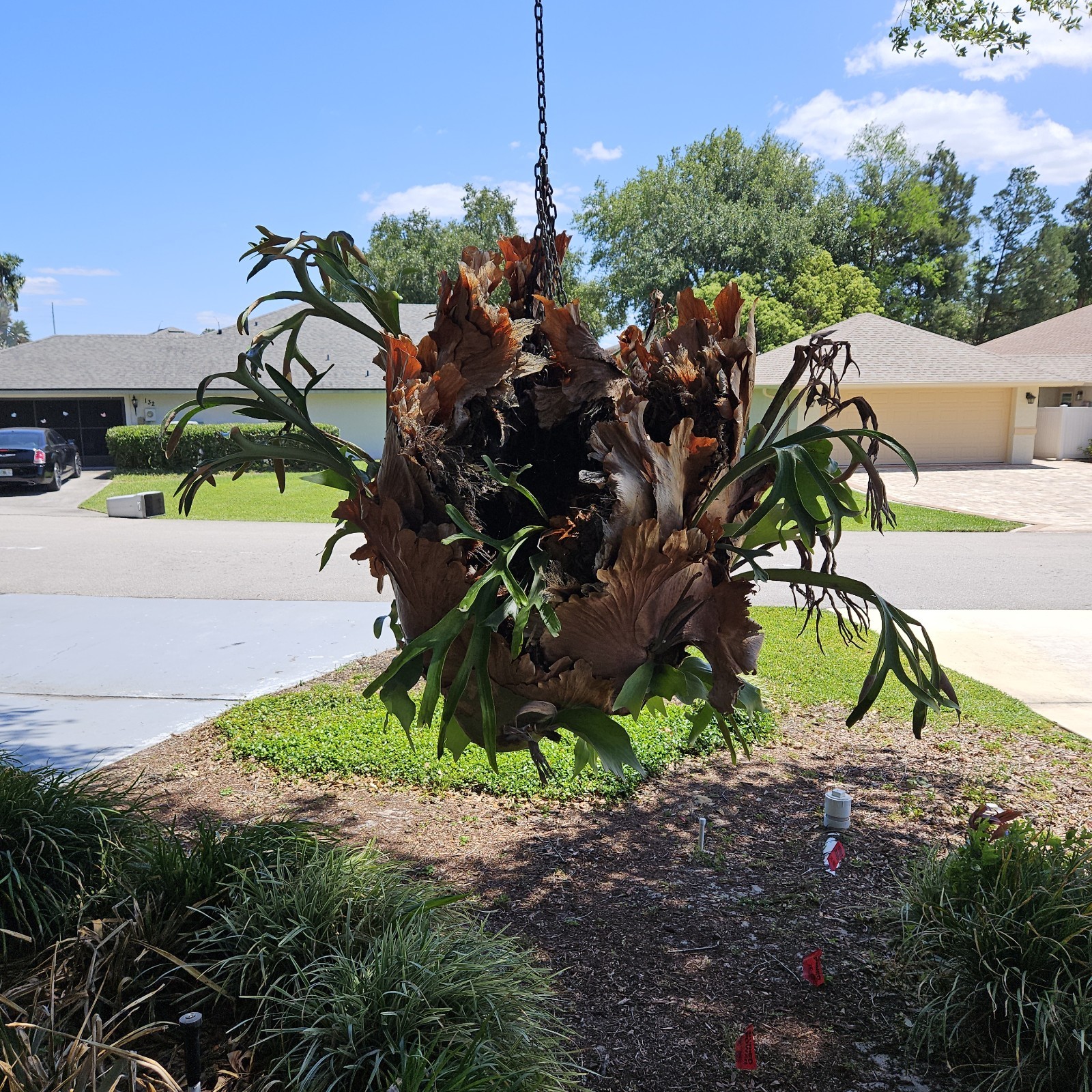 STAGHORN FERN, LARGE PLANT. OVER 20 YEARS OLD, LOCAL PICKUP ONLY.
