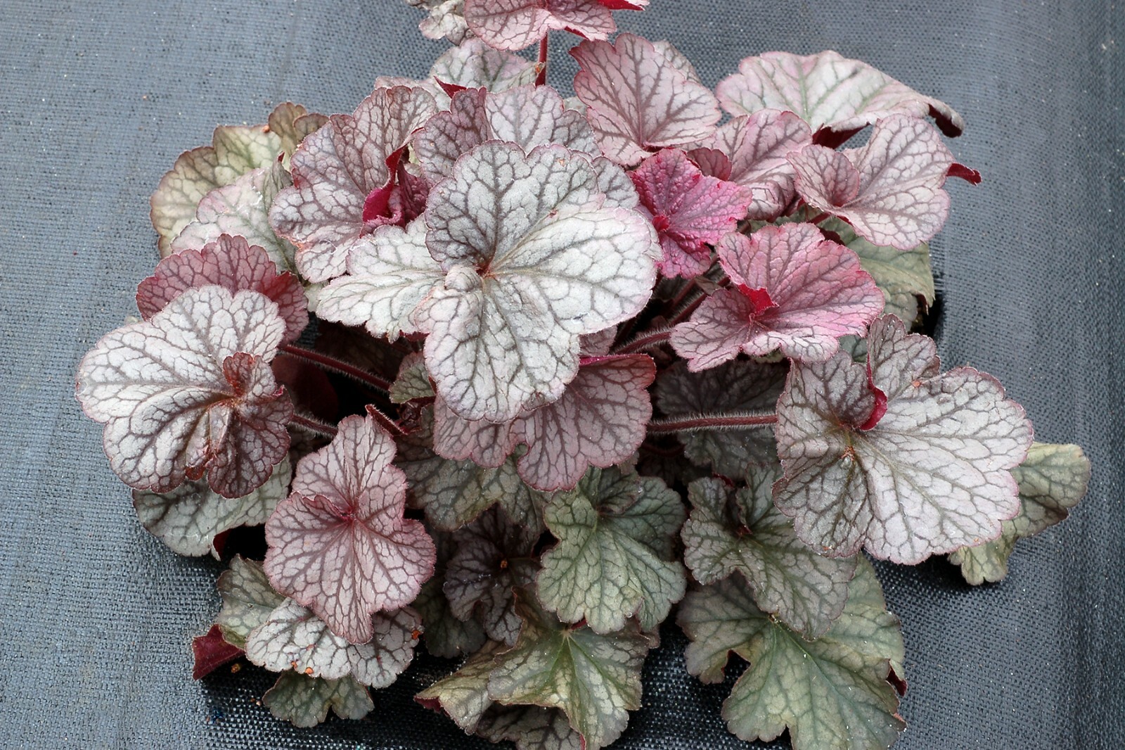 3 Mixed Heuchera, 3 pots, one plant per 3.5 inch pot