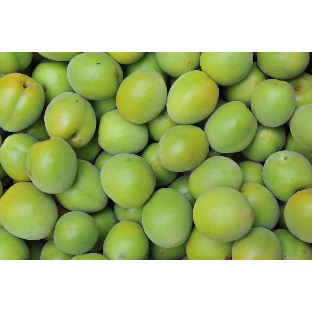 Dwarf Green Gage Plum Tree Bare Root – 3-4 Ft. Tall Rare Green Dessert Plum