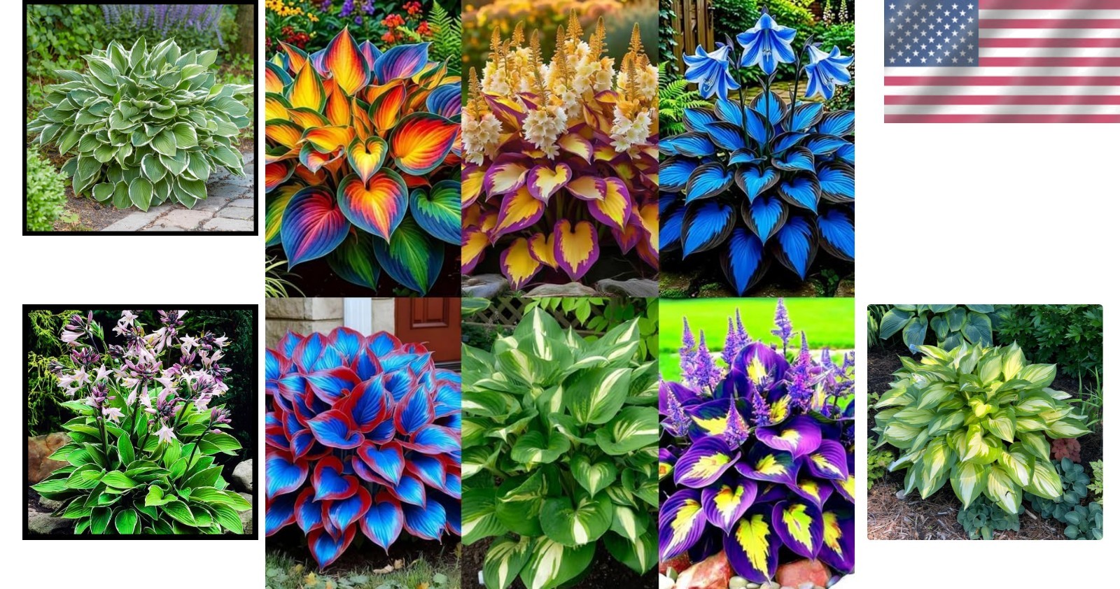 Mixed Color Hosta Seeds – 295+ Count, High Germination Rate, Non-GMO