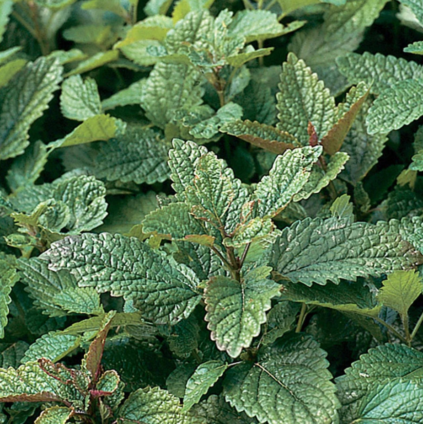 2 Live Lemon Balm Plants, 4–6” Tall, No Pot, Fast-Growing Edible Culinary Herb