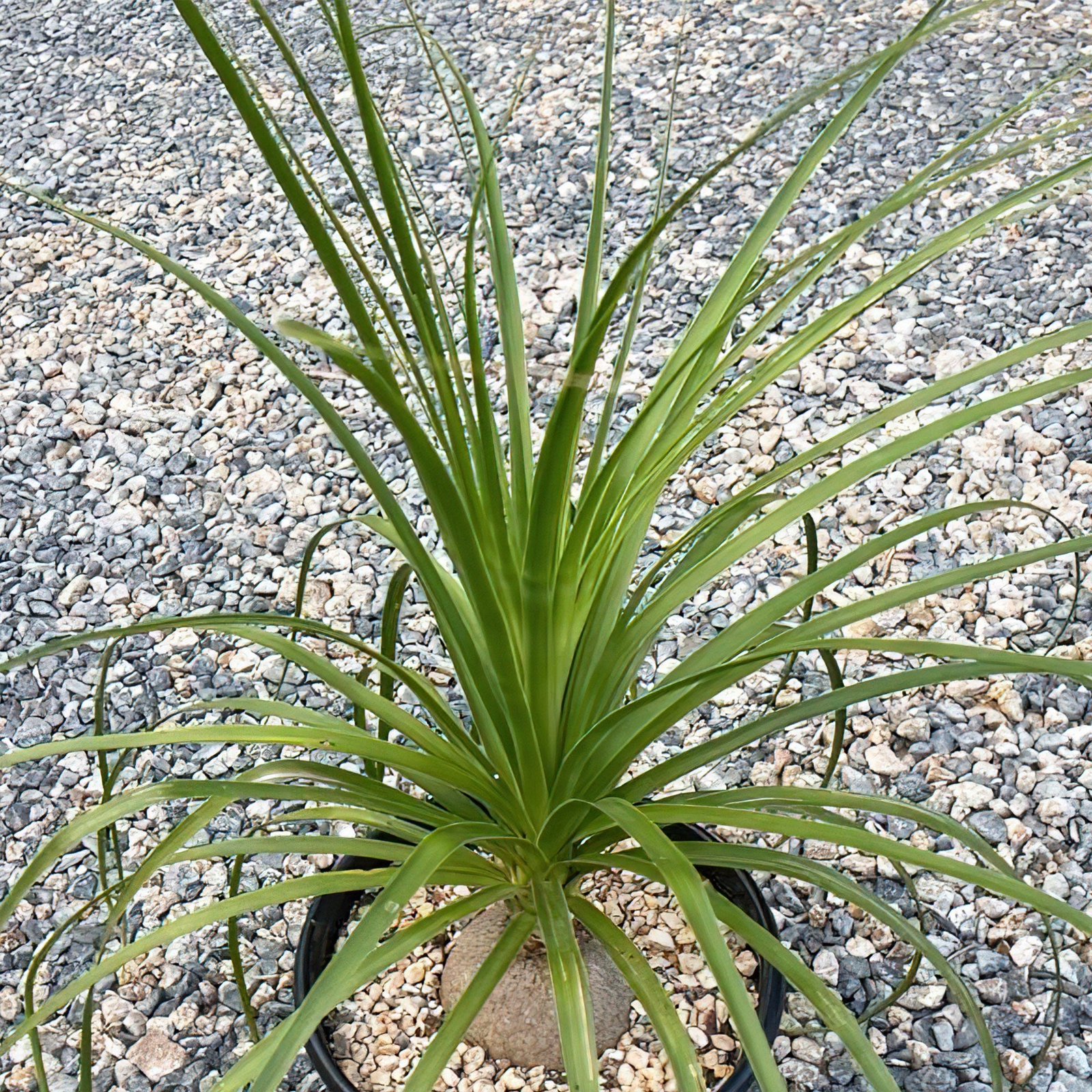 Ponytail palm ‘Beaucarnea recurvata’ cactus Cacti Succulent real live plant