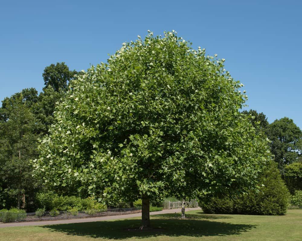 25 Tulip Poplar Seeds for Planting Fast Growing Tree with Tulip Shaped Flowers