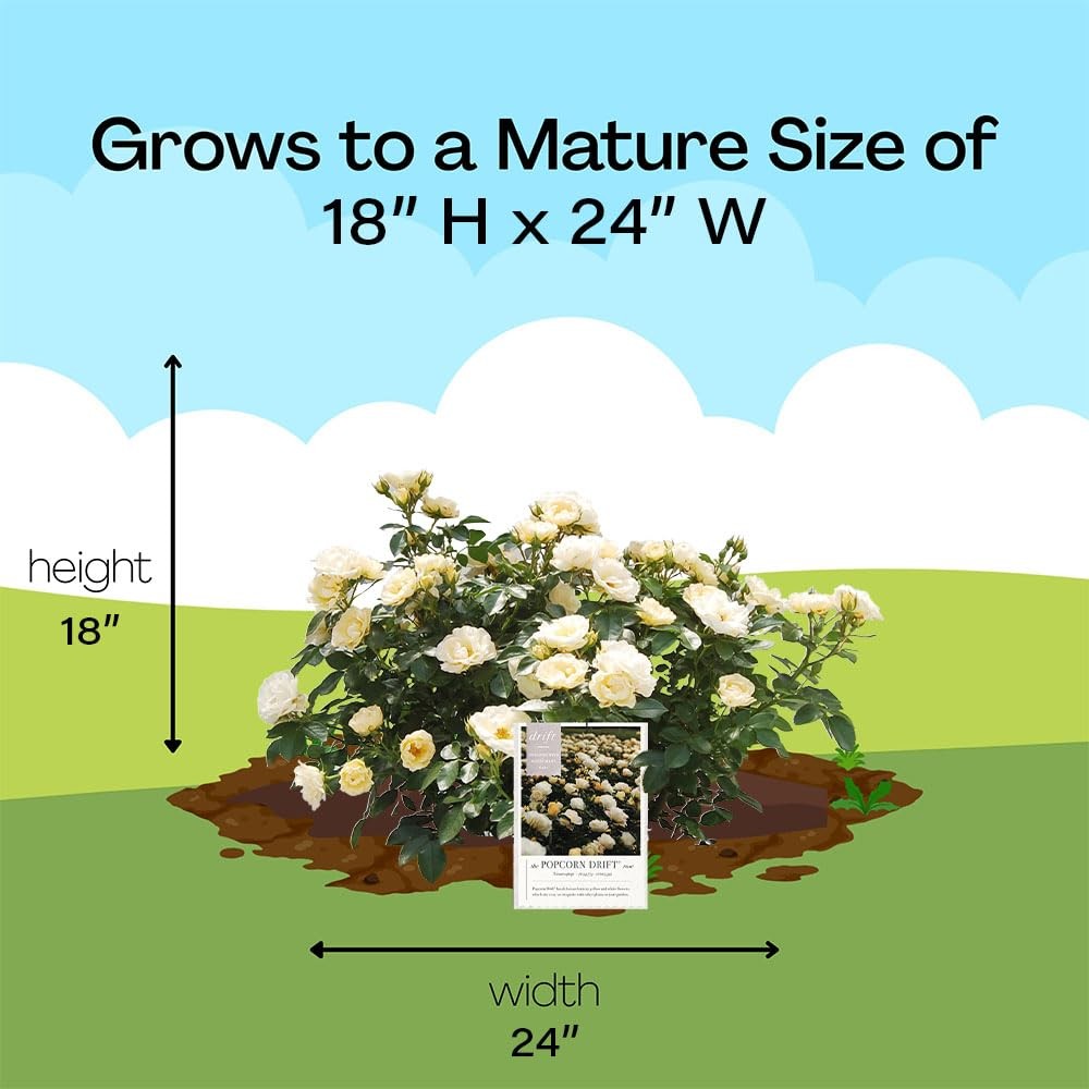 Generic Drift 2 Gal. Popcorn Rose Shrub