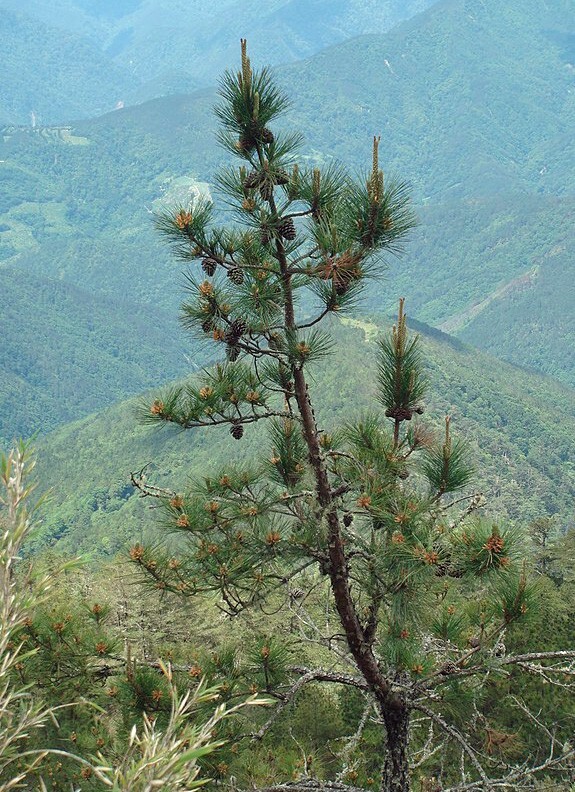 Pinus taiwanensis | Taiwan Red Pine | 10 Seeds