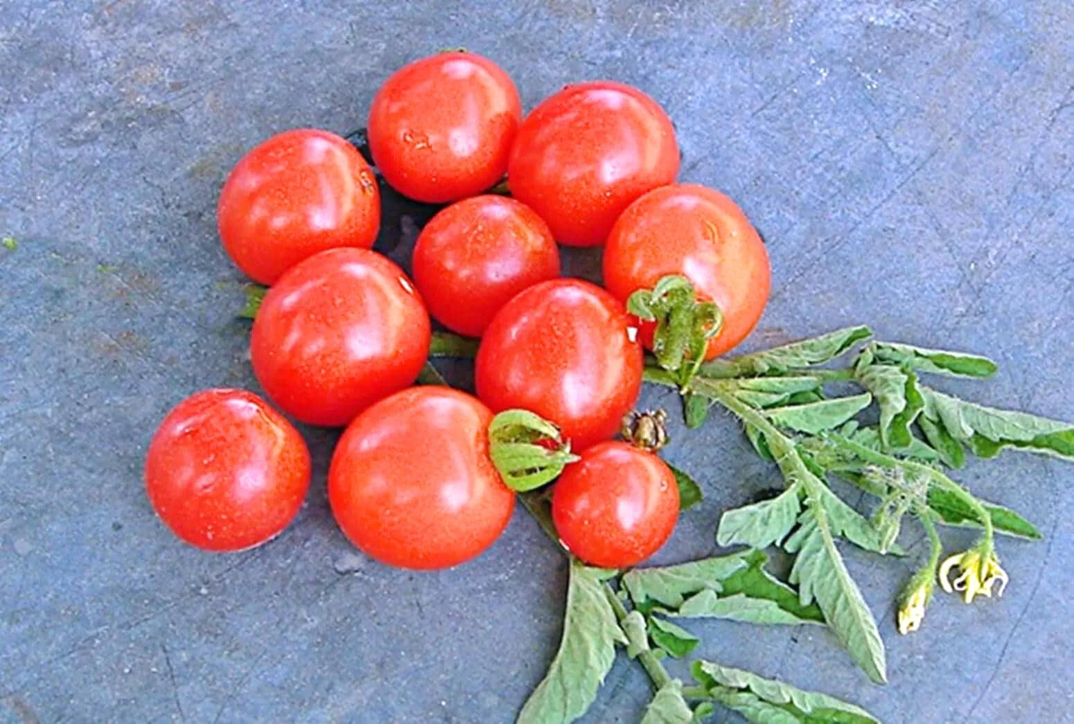 Heirloom Cherry Tomato Seed Kit Collection – 5 Sweet Varieties for Your Garden