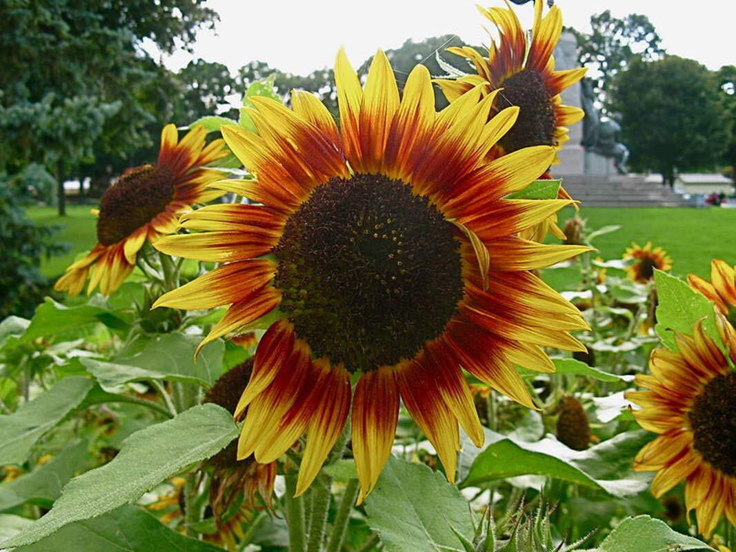 Dwarf Red Giant Sunflower Seeds (20 Pack) Exotic Red Sunflower, Multiple Heads p