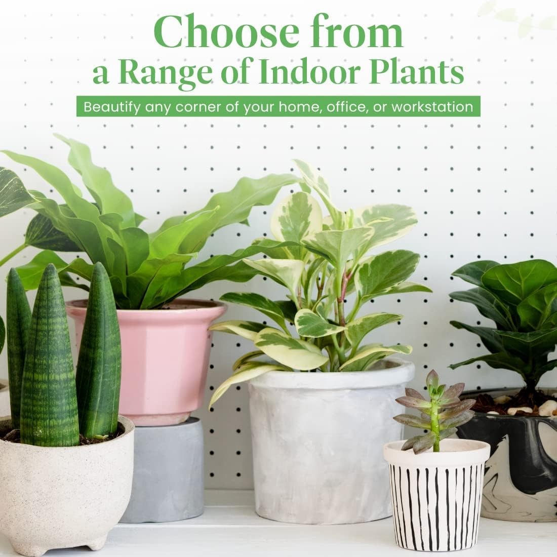 Plant Exchange Live Calathea Makoyana – 6-Inch with Pot Cover – Pet-Friendly …