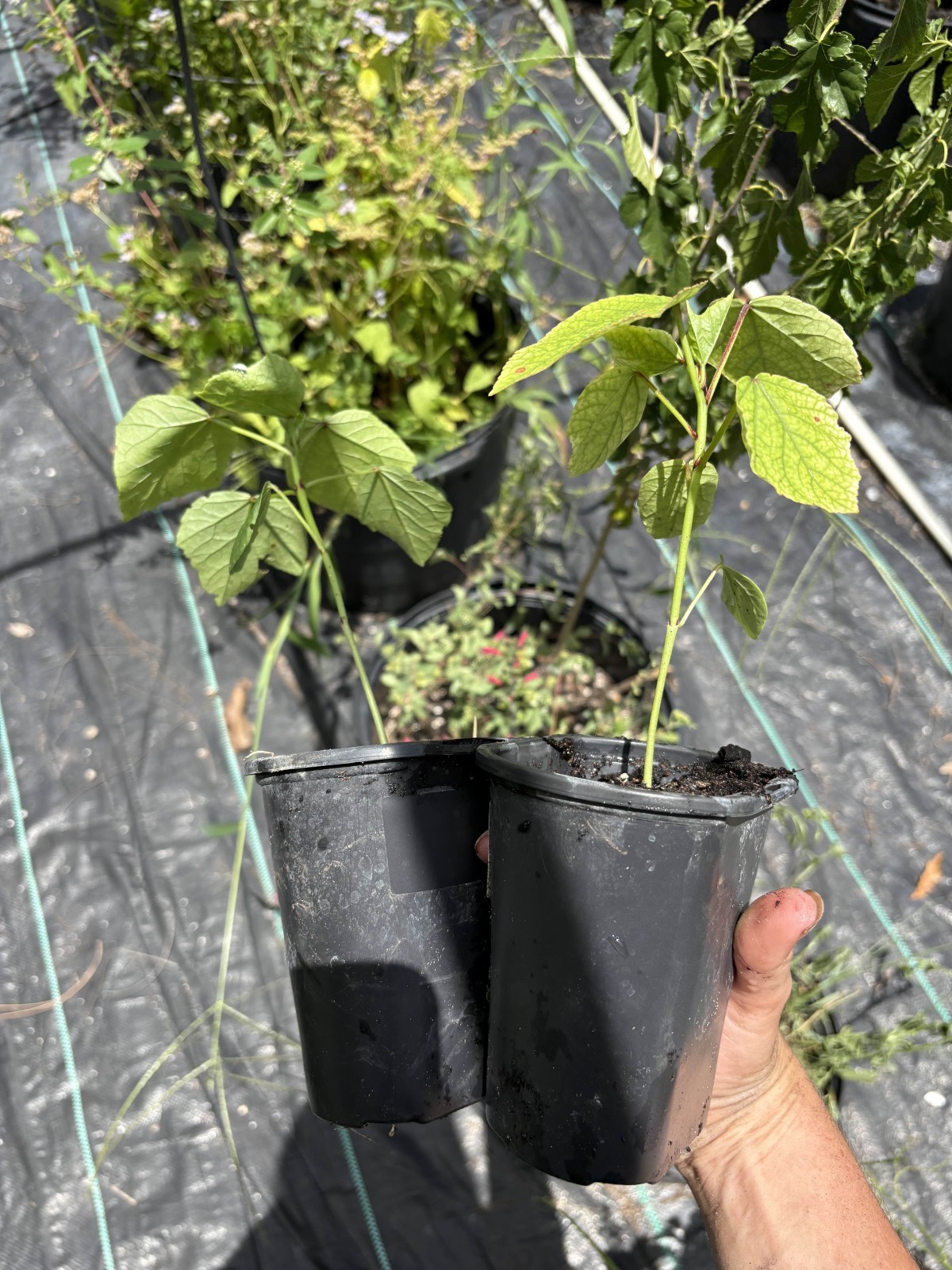 Roselle Hibiscus Plant in a Soiled Pot – Live Hibiscus Sabdariffa Plant for Tea