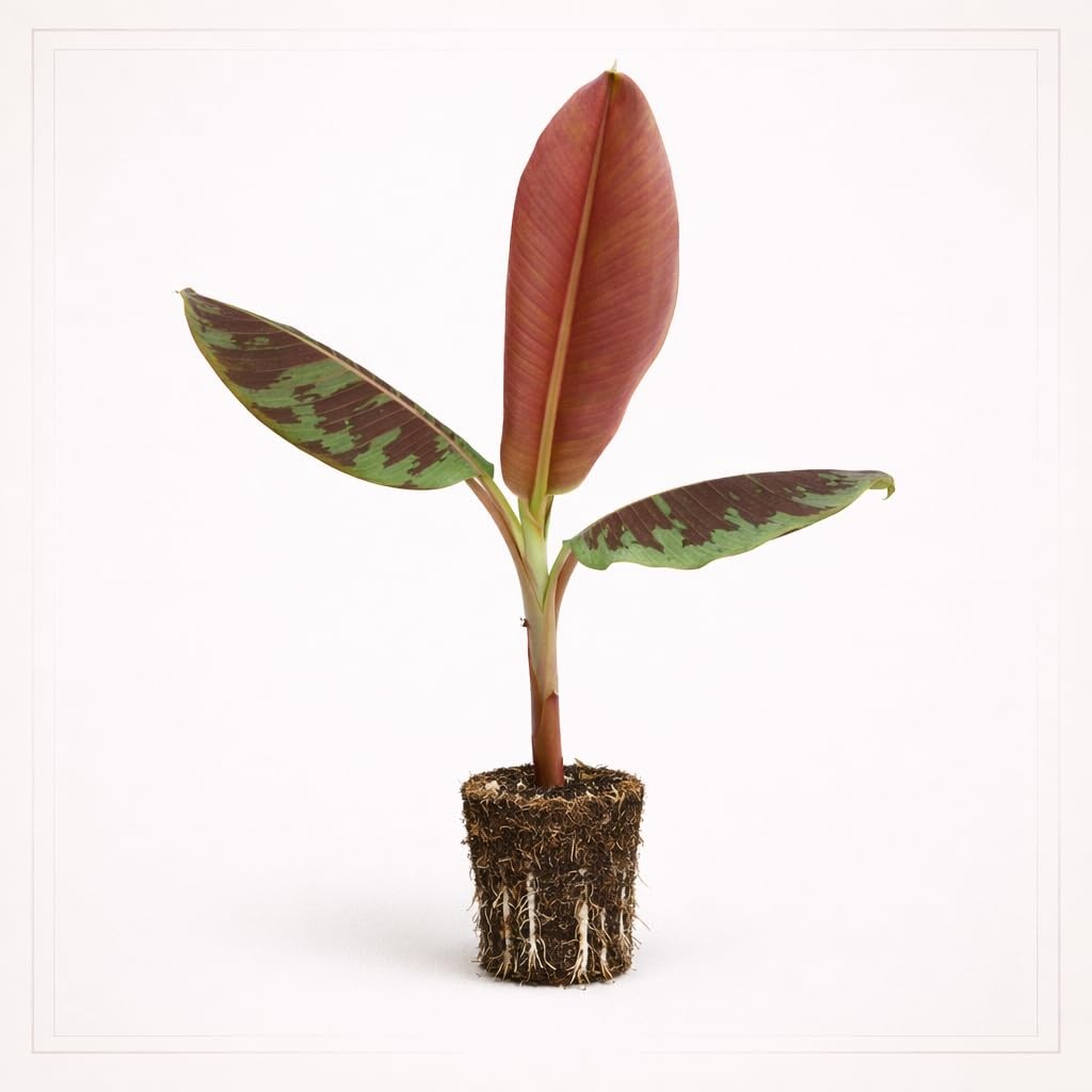 PLANT NOOK Red Cuban Banana Live Plant Starter Plug 2-Pack | Red Fruiting Banana