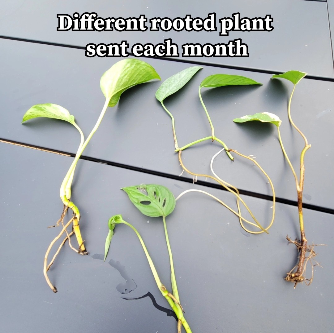 Plant of The Month Box | Rooted Plant Cutting Live Plants Cuttings | Houseplants