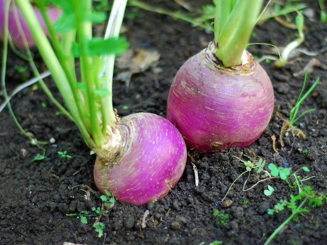 Purple Top Turnip Seeds |American White Rutabaga Cover Crop Vegetable Seed 2024