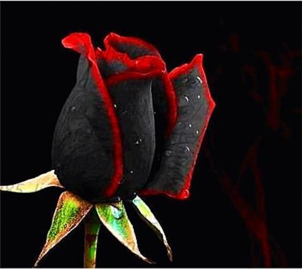 25pc BLACK ROSE SEEDS Garden Plant Flower rare exotic USA seller FREE shipping