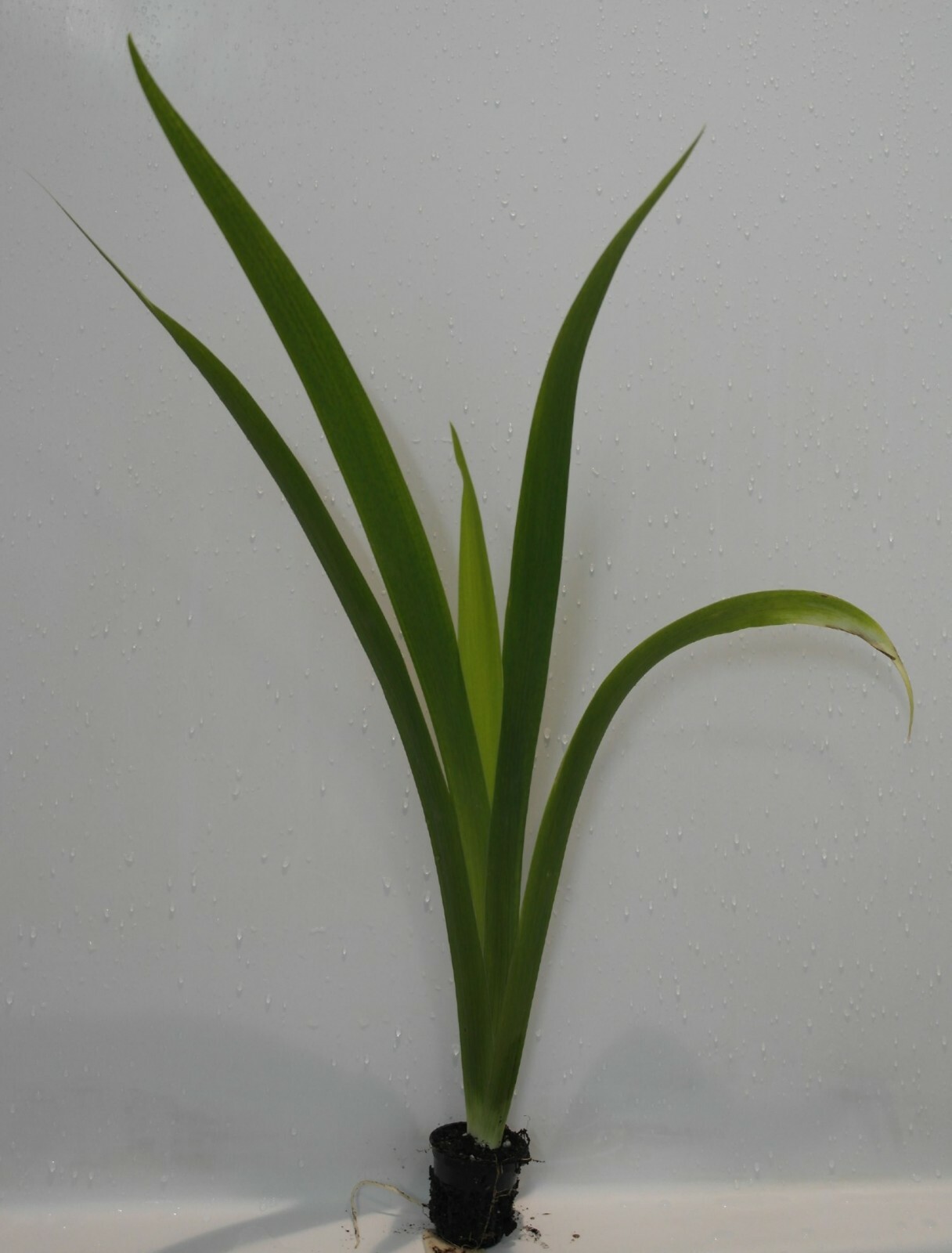 Live Yellow Flag Iris Winter Hardy Aquatic Marginal Pond/Bog Plant