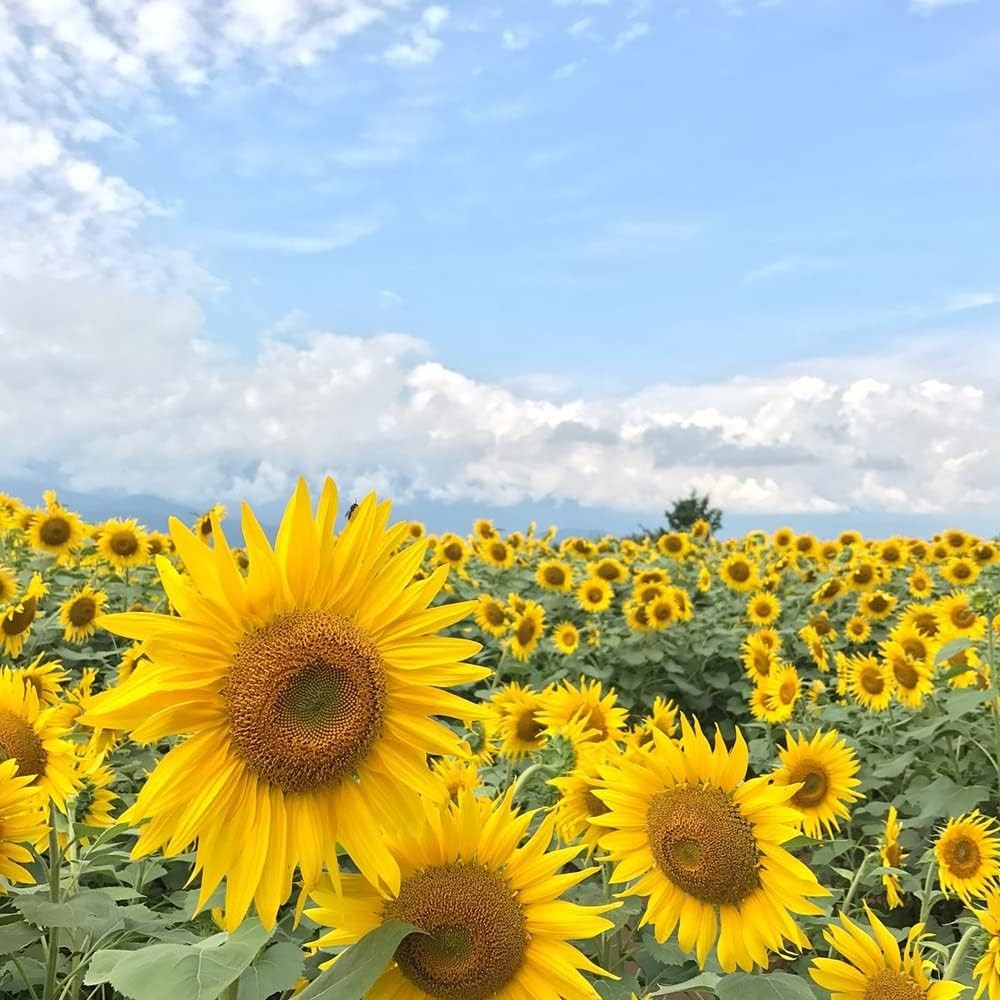 1000+ Sunflower Seeds for Planting Heirloom