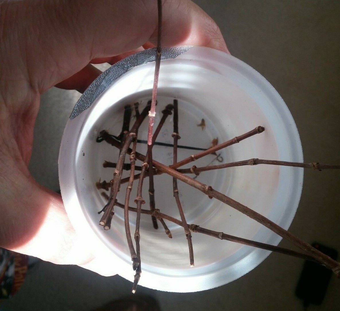 10 thin unrooted cuttings of stunning Vanilla Strawberry Hydrangea bush tree