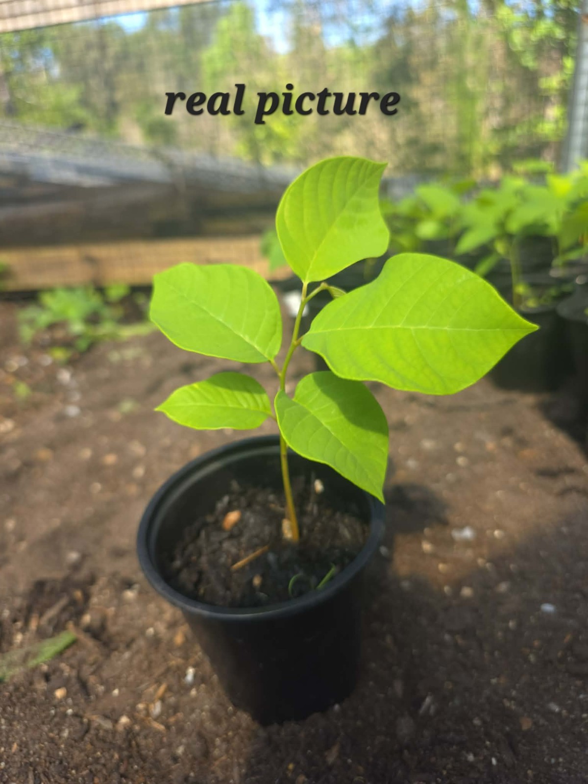 Costa Rica Sugar Apple Seedling 6-10″ Rare Seed Grown Tropical Fruit Tree