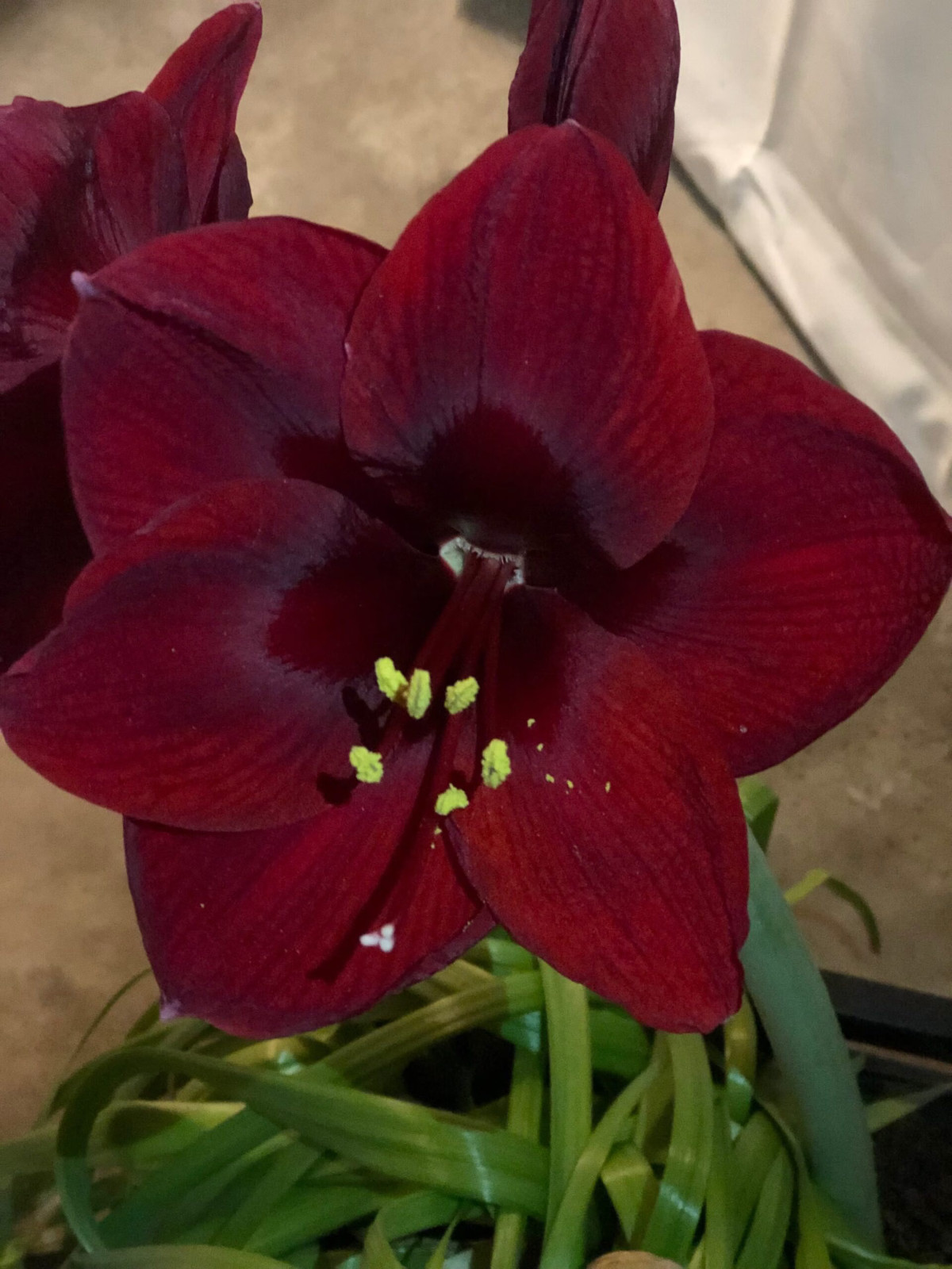 3 Random Mixed amaryllis Amaryllis Bulbs Wonderful Gifts