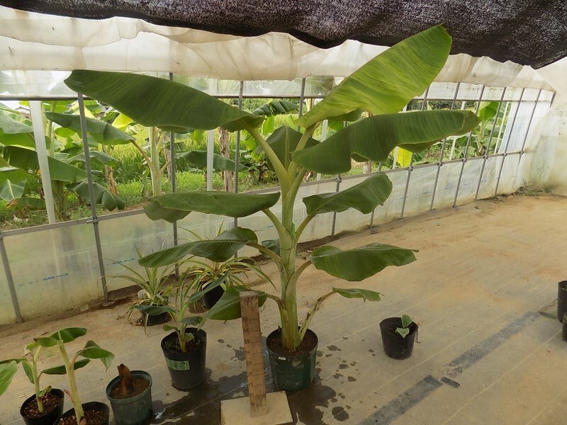 African Giant Banana Tree-musa kandarian- SMALL ROOTED STARTER PLANT-Grows 40 FT