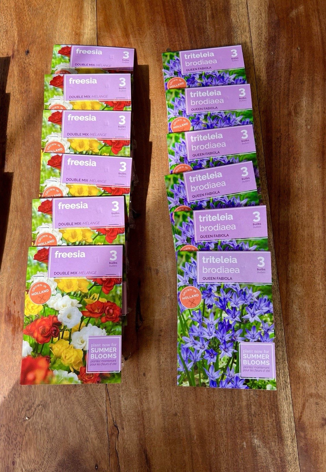 FLOWER SEED PACKS Mixed Lot HOLLAND Vibrant COLOR Varieties 24 Packages BULBS