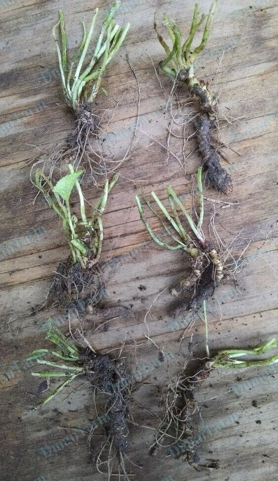 12 Wild Violet Flower Plant Purple Viola, Bareroot Rhizomes Bulbs