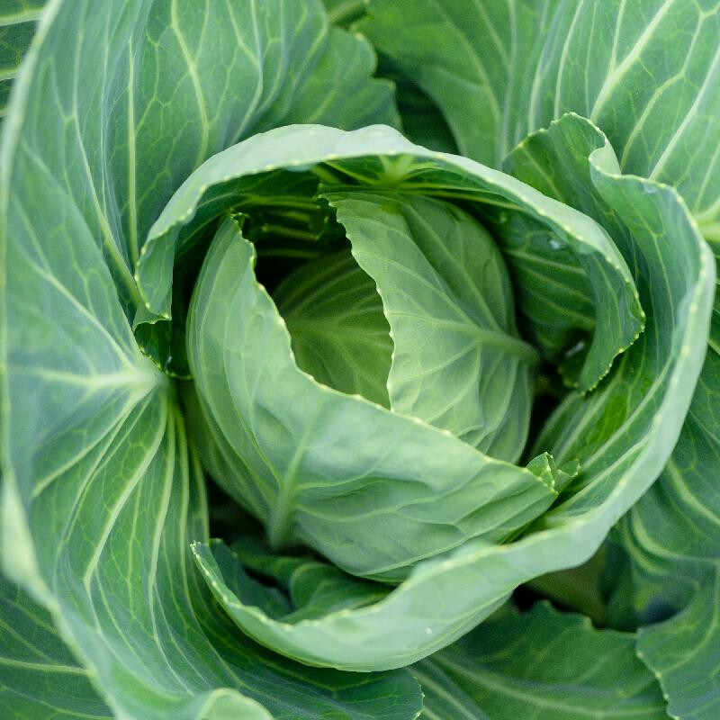 250 VATES COLLARD SEEDS FRESH HARVEST FOR GARDENS US SELLER