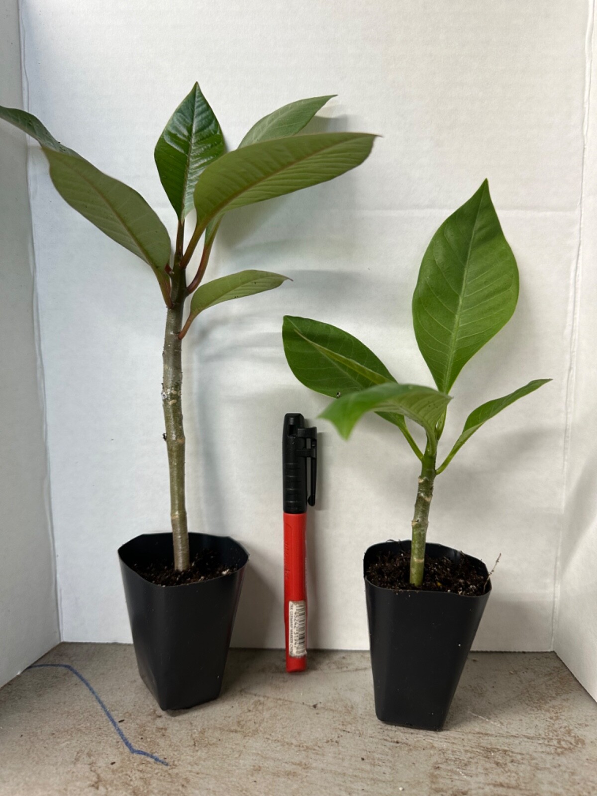 Three Kings-Plumeria Rubra Frangipani-SMALL Rooted Seedling Plant-6”-13” tall