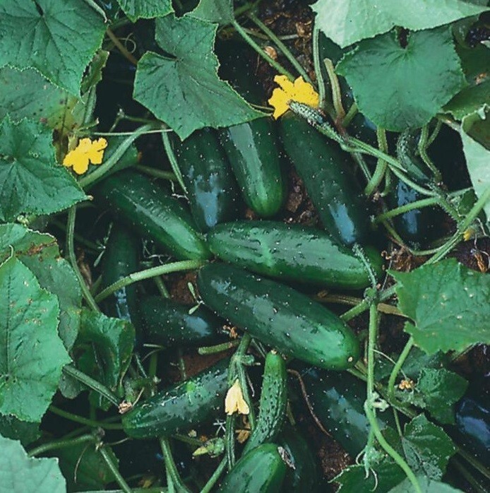 Marketmore 76 Cucumber 25 – 200 Seeds Best slicing High quality Bush Mildew Res!