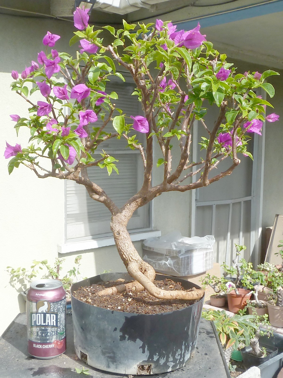 Bougainvillea Pre Bonsai Dwarf Kifu Fat Trunk Nice Neagari Purple Flowers