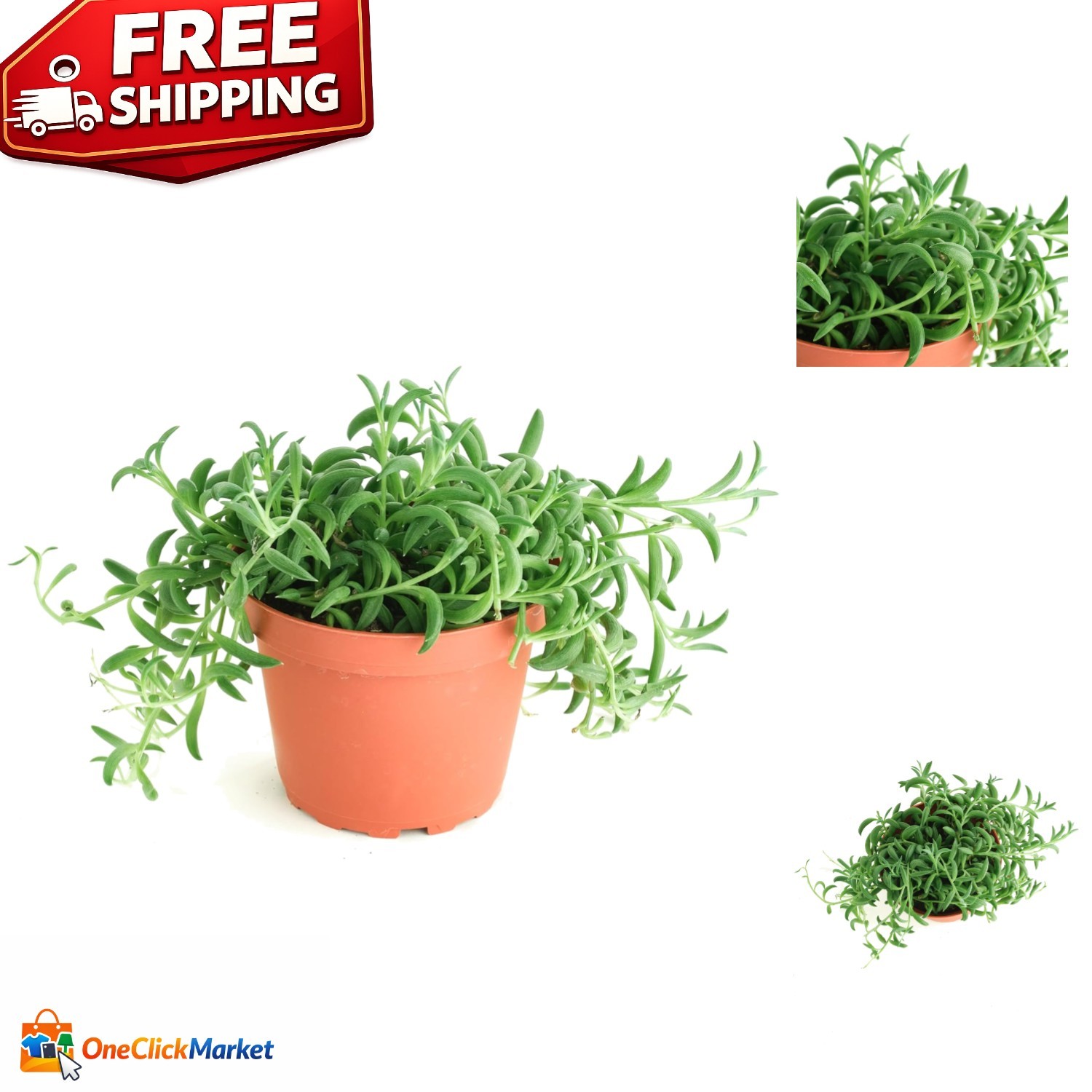 Lively 4-Inch String of Bananas Succulent – Minimal Care and Air Purification