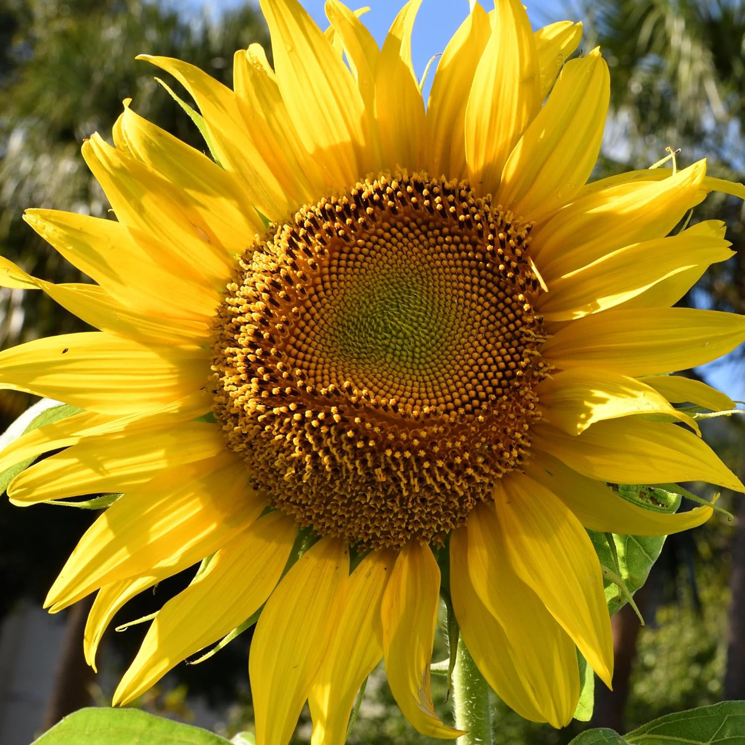 , 1 Ounce Mammoth Sunflower Seeds to Plant (Helianthus Annuus Grey Stripe) Re-Se