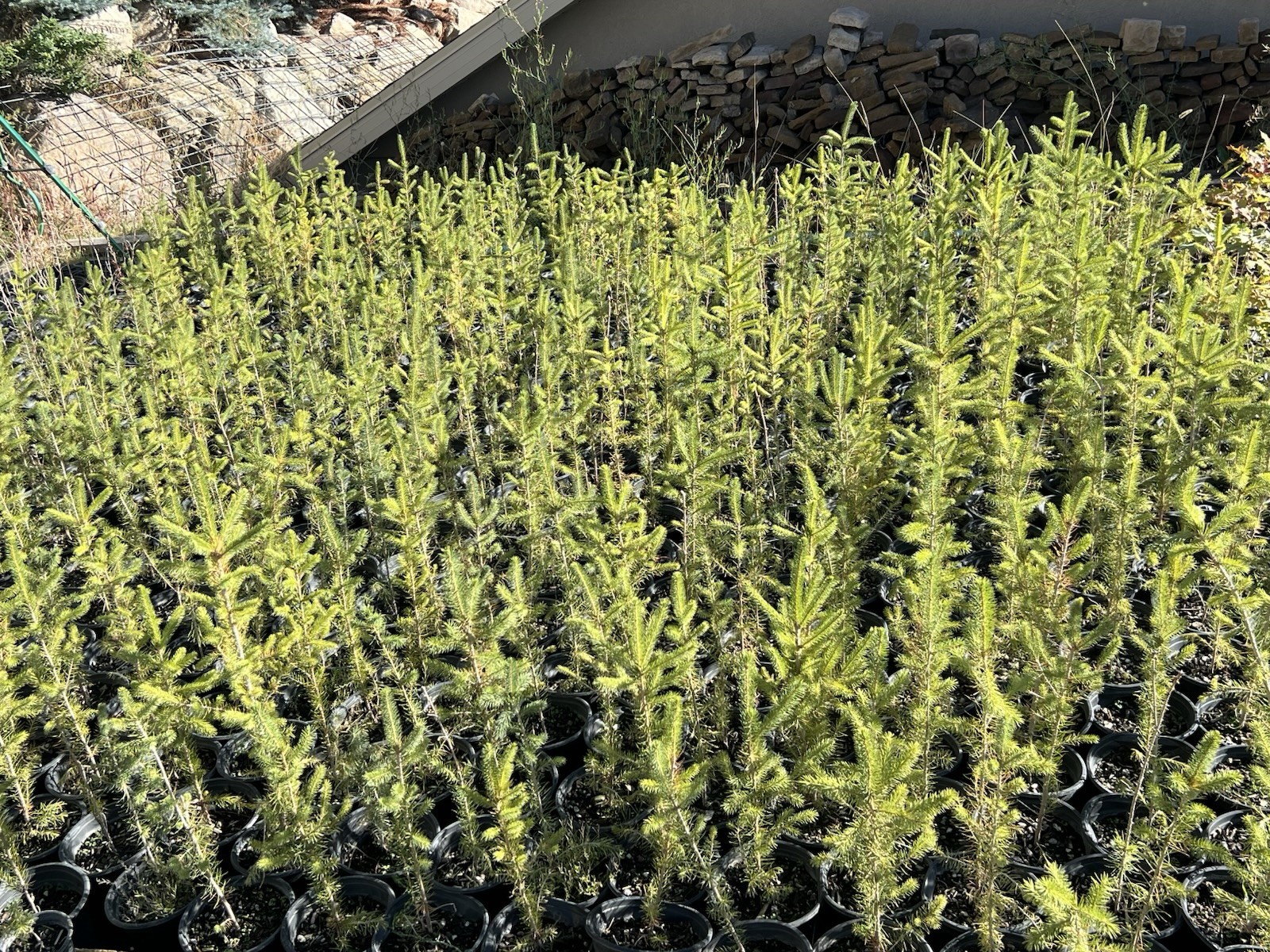 (4) Four Norway Spruce Trees Seedlings Ready To Plant