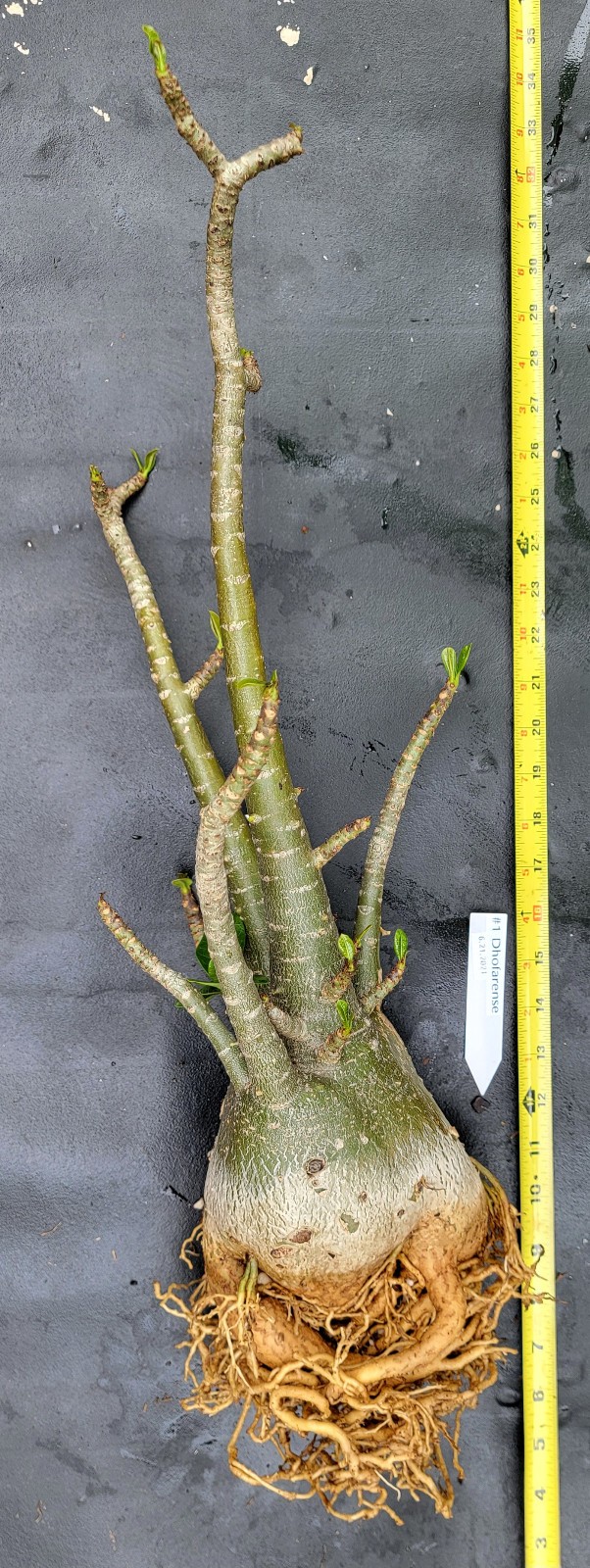 Adenium DOHFARENSE SUPERFAT Caudiciform 3 EXACTPlants 100%USAgrown RAREUncommon
